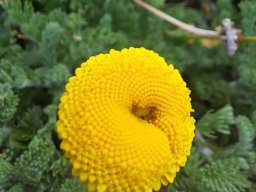 Cotula discolor flowerhead